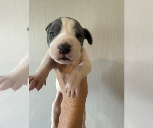 Medium Photo #15 Great Dane Puppy For Sale in HALLETTSVILLE, TX, USA