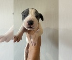 Small Photo #15 Great Dane Puppy For Sale in HALLETTSVILLE, TX, USA