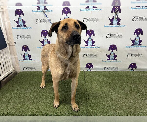 Medium Photo #1 German Shepherd Dog-Unknown Mix Puppy For Sale in Orlando, FL, USA