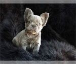 Small Photo #20 French Bulldog Puppy For Sale in PEMBROKE PINES, FL, USA