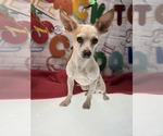 Small Chihuahua
