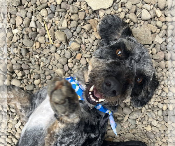 Medium Photo #2 Australian Shepherd-Unknown Mix Puppy For Sale in Woodsfield, OH, USA