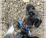 Small #1 Australian Shepherd Mix