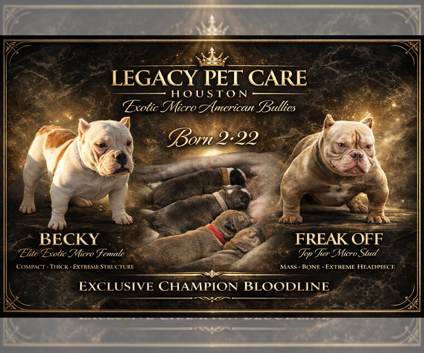 Medium Photo #1 American Bully Puppy For Sale in HOUSTON, TX, USA