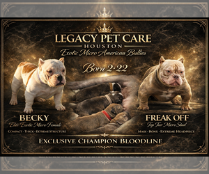 Father of the American Bully puppies born on 02/22/2026