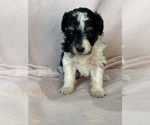 Pepper - Female Bernedoodle (Miniature) Puppy for Sale - Photo #4