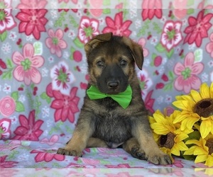 German Shepherd Dog Puppy for sale in LANCASTER, PA, USA