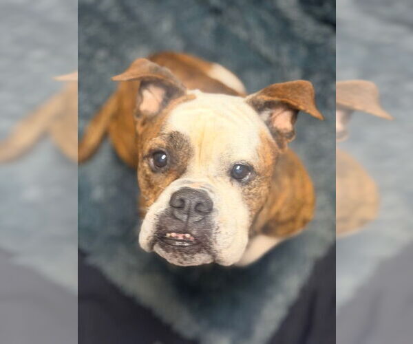 Medium Photo #2  Puppy For Sale in , 