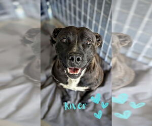 American Pit Bull Terrier-Unknown Mix Dogs for adoption in Monte Vista, CO, USA