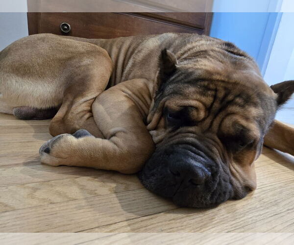 Medium Photo #6 Mutt Puppy For Sale in Goodyear, AZ, USA