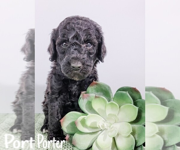 Medium Photo #1 Goldendoodle Puppy For Sale in ORLAND, CA, USA