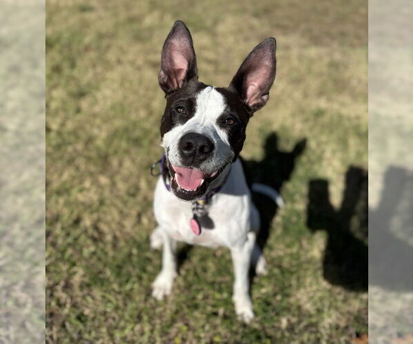 Medium Photo #23 Mutt Puppy For Sale in Mooresville, NC, USA