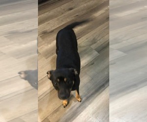 Chihuahua-Unknown Mix Dogs for adoption in Woodbury, NY, USA