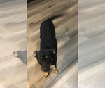Small Chihuahua Mix