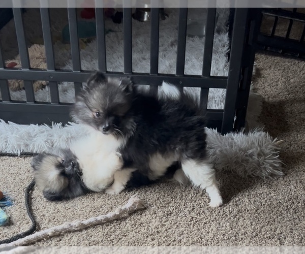 Medium Photo #18 Pomeranian Puppy For Sale in HARRISVILLE, MI, USA