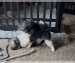 Small Photo #18 Pomeranian Puppy For Sale in HARRISVILLE, MI, USA
