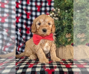 Goldendoodle (Miniature) Puppy for sale in KIRKWOOD, PA, USA