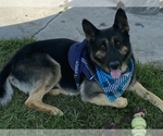 Small Photo #1 German Shepherd Dog Puppy For Sale in MORENO VALLEY, CA, USA