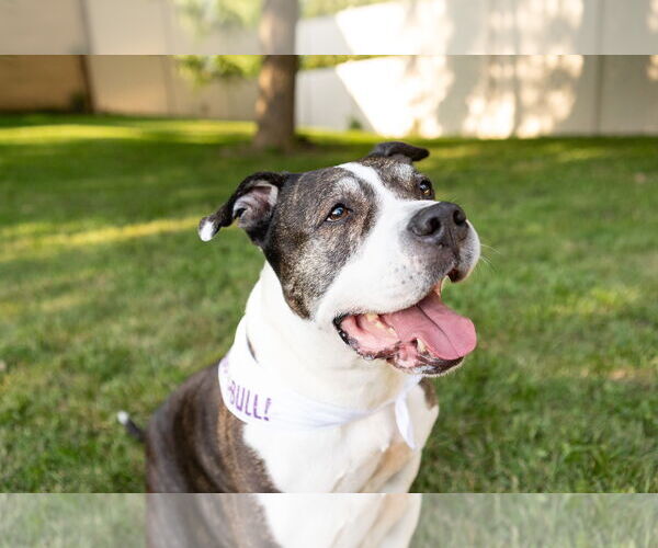 Medium Photo #11 American Staffordshire Terrier-Unknown Mix Puppy For Sale in Crete, IL, USA