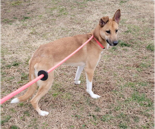 Medium Photo #2 Siberian Husky-Unknown Mix Puppy For Sale in Lexington Park, MD, USA