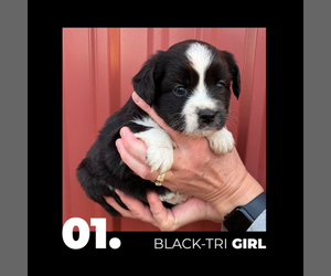 Miniature Australian Shepherd Puppy for sale in HOLDINGFORD, MN, USA