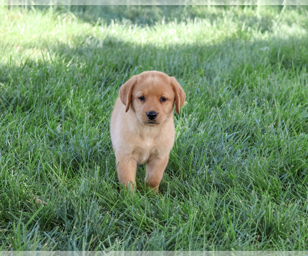 Medium Photo #1 Labrador Retriever Puppy For Sale in SYRACUSE, IN, USA
