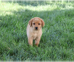 Small Labrador Retriever