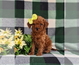 Poodle (Miniature) Puppy for sale in KIRKWOOD, PA, USA