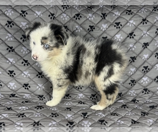 Medium Photo #39 Australian Shepherd Puppy For Sale in SALISBURY, NC, USA