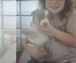 Puppy Iris Border Collie