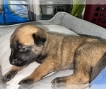 Small Photo #141 Belgian Malinois Puppy For Sale in REESEVILLE, WI, USA