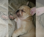 Small Photo #4 French Bulldog Puppy For Sale in PIONEER, CA, USA