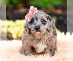 Small #1 Yorkipoo