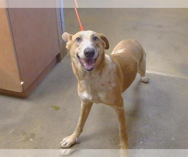 Medium Photo #1 Mutt Puppy For Sale in Sacramento, CA, USA