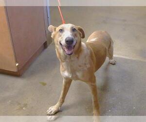 Mutt Dogs for adoption in Sacramento, CA, USA