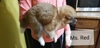 Small Photo #11 Akita Puppy For Sale in HUTCHINSON, MN, USA