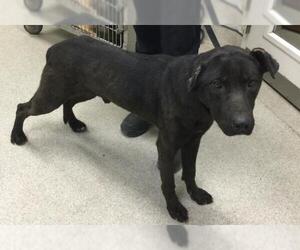 Labrador Retriever-Unknown Mix Dogs for adoption in Riverside, CA, USA