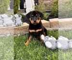 Small Photo #1 Rottweiler Puppy For Sale in INDIANAPOLIS, IN, USA