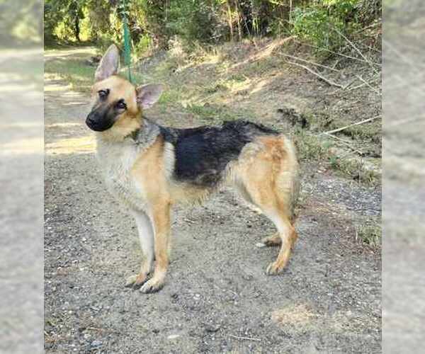 Medium Photo #3 German Shepherd Dog Puppy For Sale in Montgomery, AL, USA