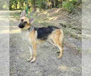 Nani - Female German Shepherd Dog Dog for Adoption - Photo #3