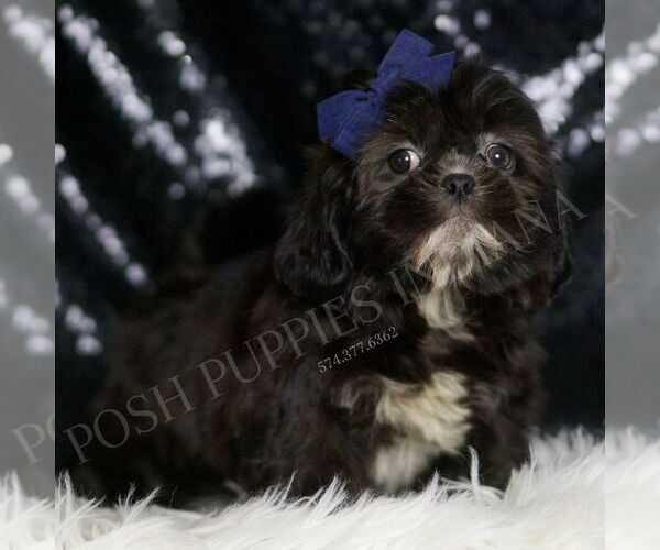 Medium Photo #2 Shih Tzu Puppy For Sale in WARSAW, IN, USA