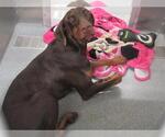Small Doberman Pinscher