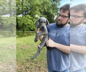 Great Dane Puppy for sale in HAYES, VA, USA