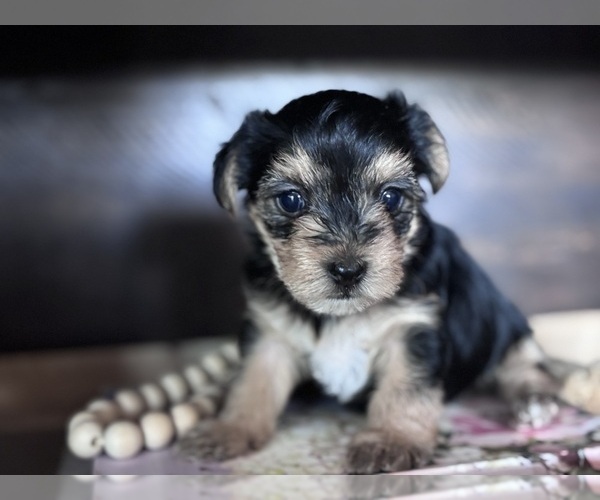 Medium Photo #4 Yorkshire Terrier Puppy For Sale in MARICOPA, AZ, USA