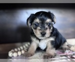 Small #3 Yorkshire Terrier