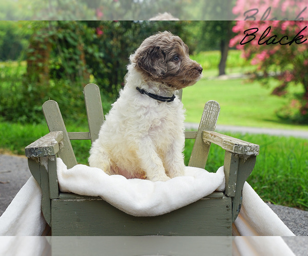 Medium Photo #7 Goldendoodle Puppy For Sale in WOODLEAF, NC, USA