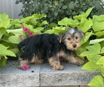 Small #2 Yorkshire Terrier