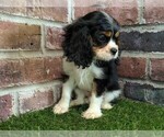 Small #3 Cavalier King Charles Spaniel