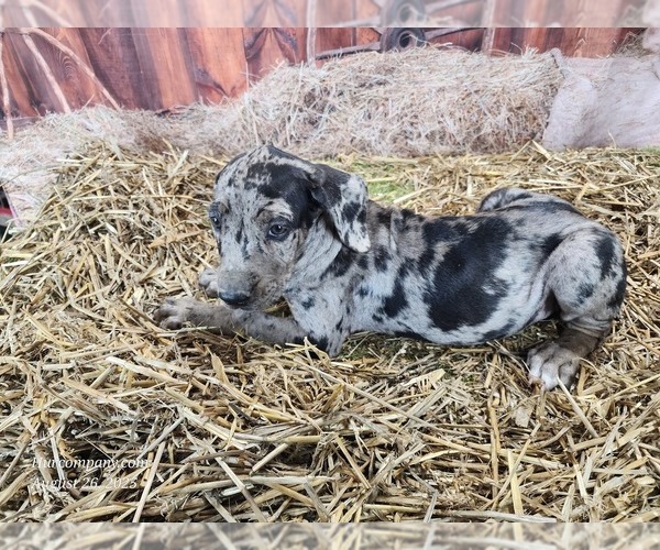 Medium Photo #7 Catahoula Leopard Dog Puppy For Sale in CUMBY, TX, USA