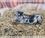 Small #6 Catahoula Leopard Dog